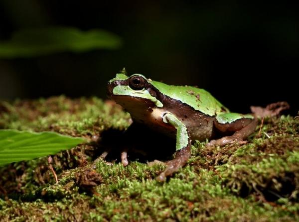 物种百科：秦岭雨蛙