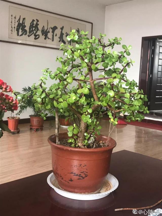 人养花，花也养人，这15种花，越养家里越干净