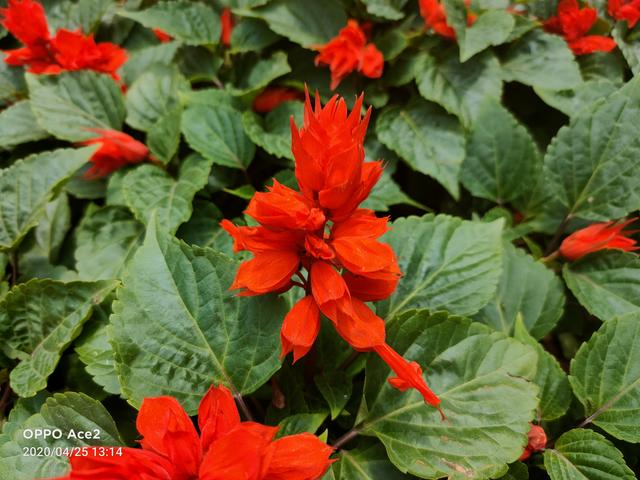 深度体验OPPO Ace2：除了双闪充组合，它能否撑起Ace体验？