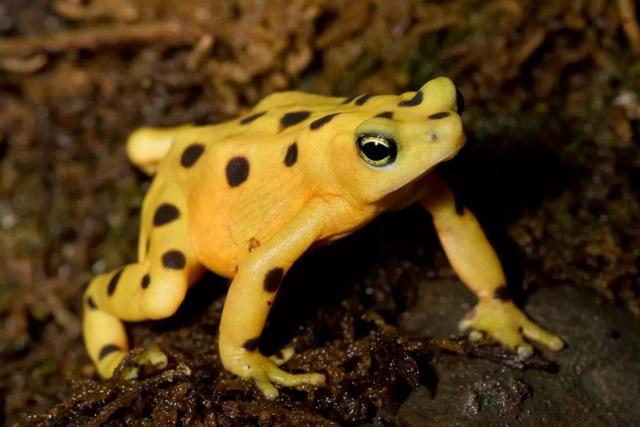 物种百科：巴拿马金蛙