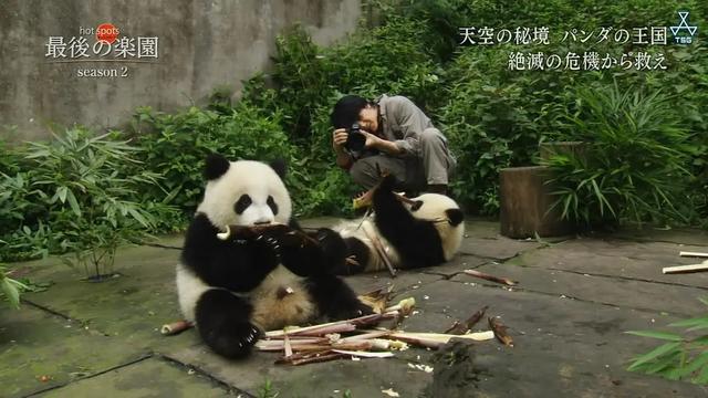 想和熊猫结婚、为看熊猫放弃妹妹婚礼！网友：