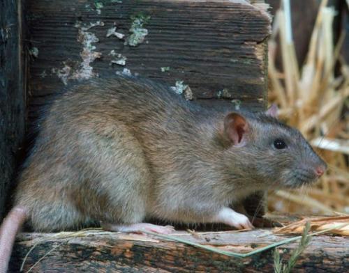 老鼠基因和人类有很高相似度，为什么长得和人类差距这么大？