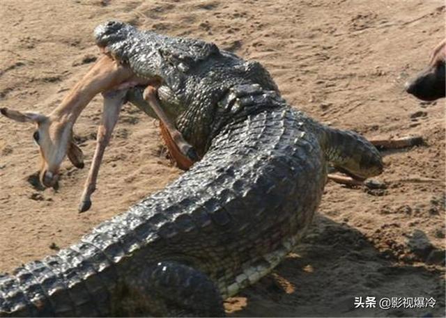 至今还在的4个古老生物，1个在中国，第4个恐龙