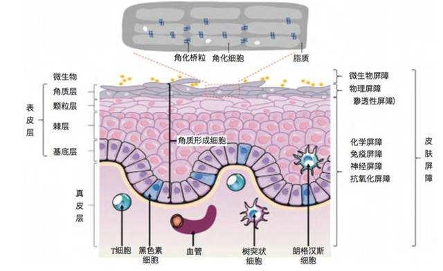 什么是肌肤屏障？如何修复受损的肌肤屏障？这篇文章全都告诉你