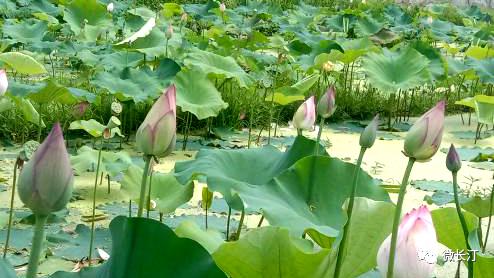 竹色溪下绿 荷花镜里香—长汀县四都镇楼子坝村莲子种植激励性扶贫项目见成效