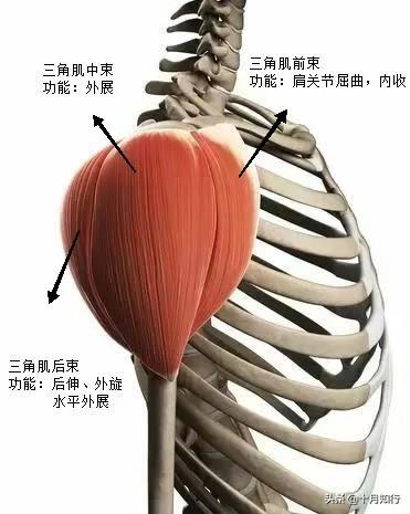 打造立體肩膀，把三個動作做好，幫你改善窄肩練出寬厚肩膀