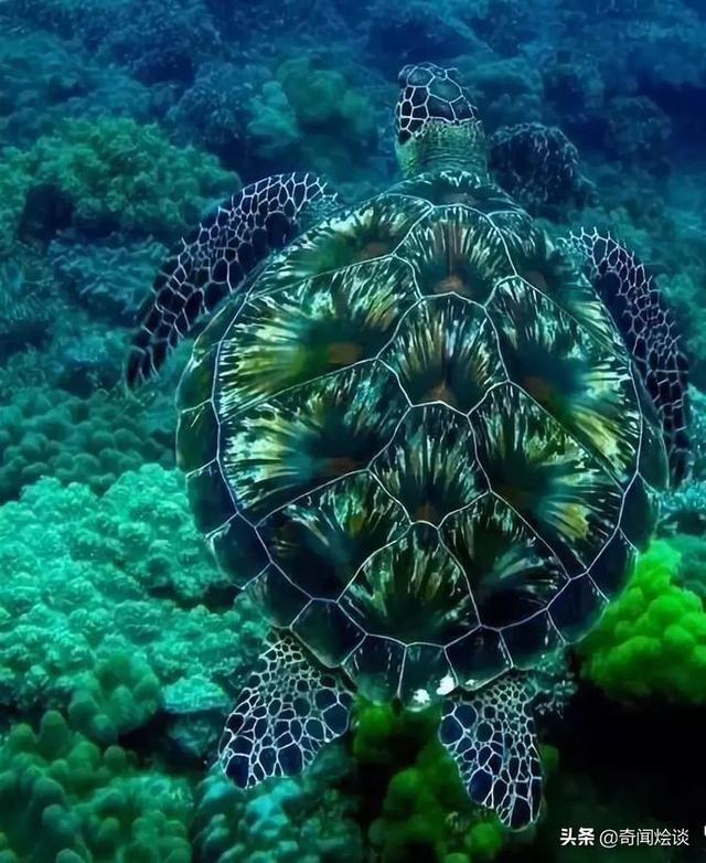 这就是神奇的大自然！这么奇妙的动物我第一次