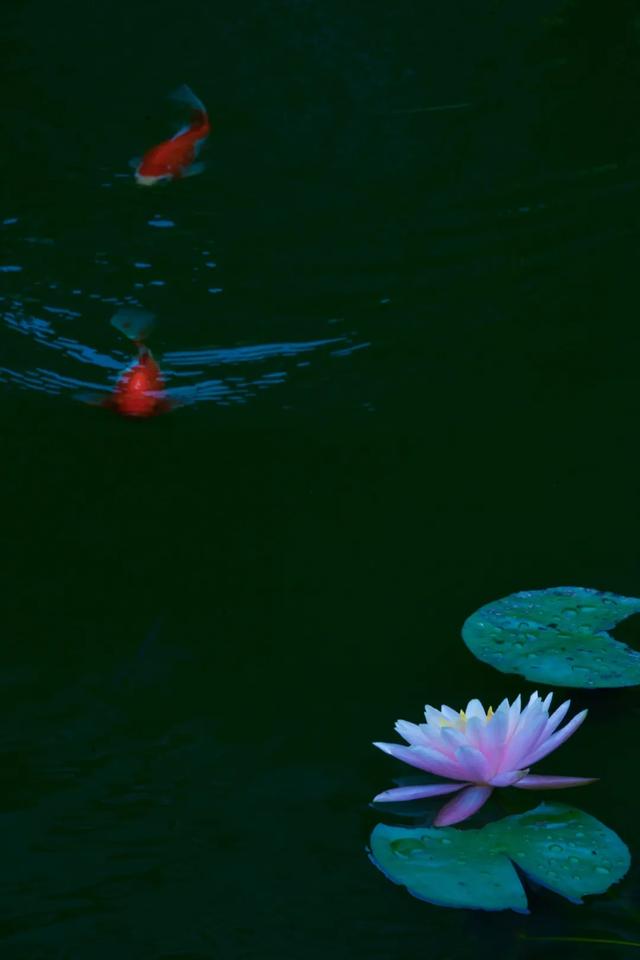 「一波」今日小暑 来一波和小暑有关的唯美图片发朋友圈