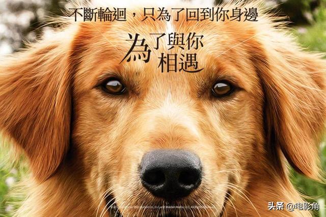 为了与主人相遇,一条狗死了四回