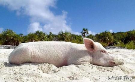 美国进口的猪肉和中国本土猪肉有什么区别？