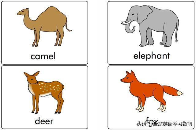 图片[17]-113张图让你记住所有动物类英语单词，分类汇总，建议收藏起来-笑傲英语网