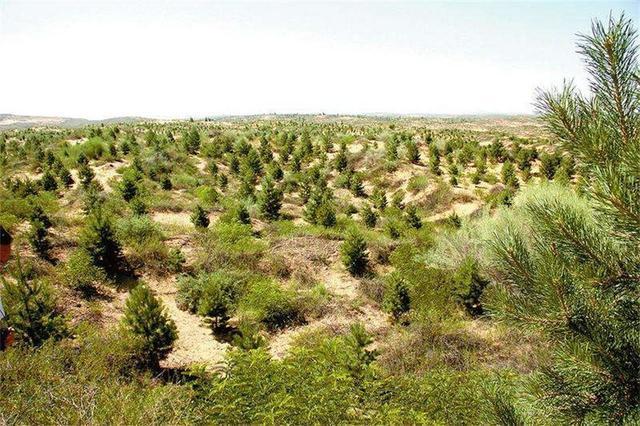 毛乌素沙漠80%变绿洲：60年坚持给沙漠\"织毛