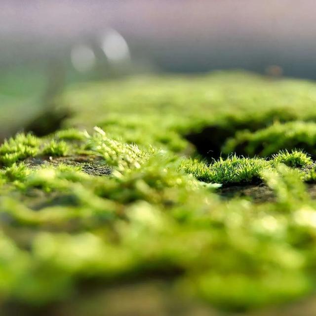 「一波」今日小暑 来一波和小暑有关的唯美图片发朋友圈