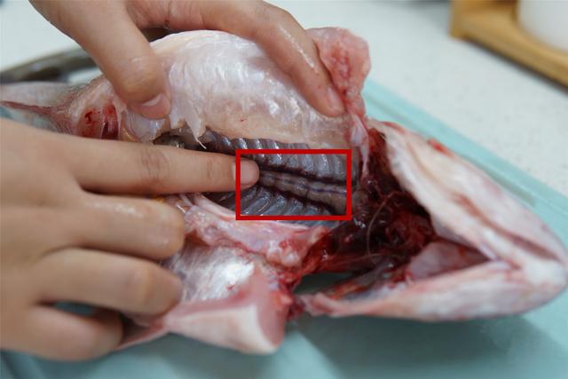 做清蒸鱼，别只会放葱姜，去掉鱼身上这些部位，鱼肉没腥味还鲜嫩