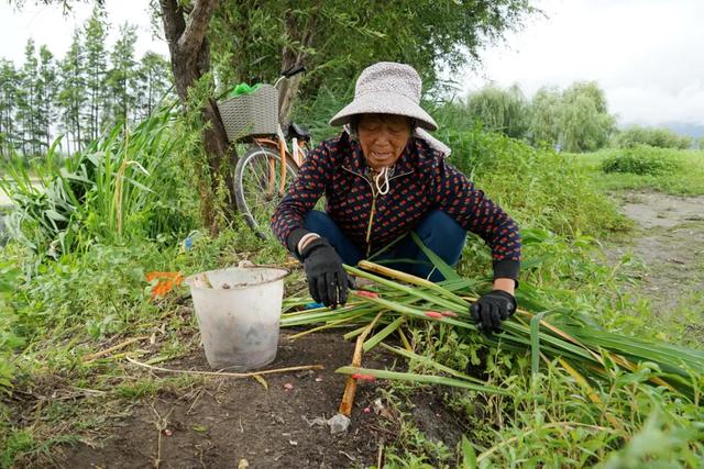 【入侵】福寿螺疯狂入侵洱海 什么是福寿螺？