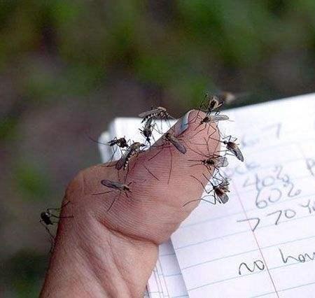 世界上最“危险”的动物，种类高达3000种，最密