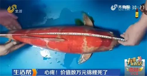 可惜！花鸟鱼虫市场一天内突然停电七八次，身价7万+的锦鲤不幸死亡