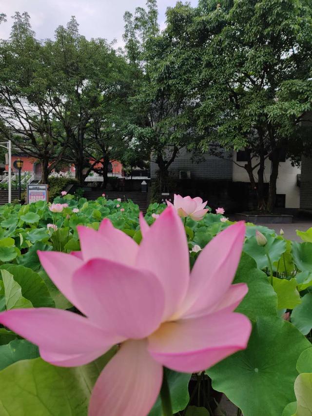 法华经 文殊说八王子成佛 佛门艺术 人生佛教网