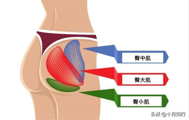 好看的臀型不只要翹，還要飽滿緊致，鍛鍊臀中肌，練出圓潤翹臀