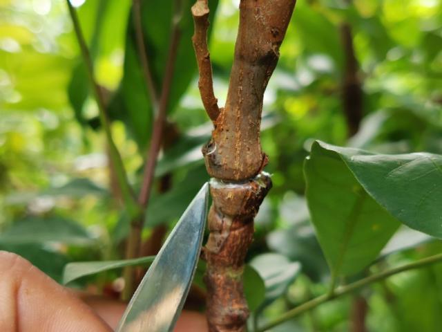 嫁接技术：果树苗木嫁接处形成树瘤疙瘩危害大，怎么办？