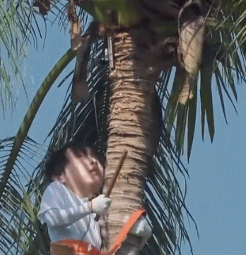 太危险！彭昱畅砍椰子镰刀脱落，何炅黄磊在下面发笑受质疑