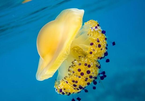 物种百科：蛋黄水母
