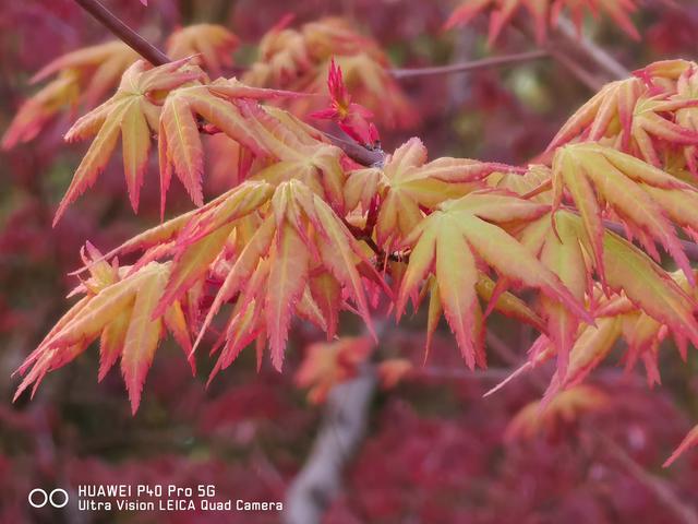 华为P40 Pro体验：用手机拍出好照片，其实真的很