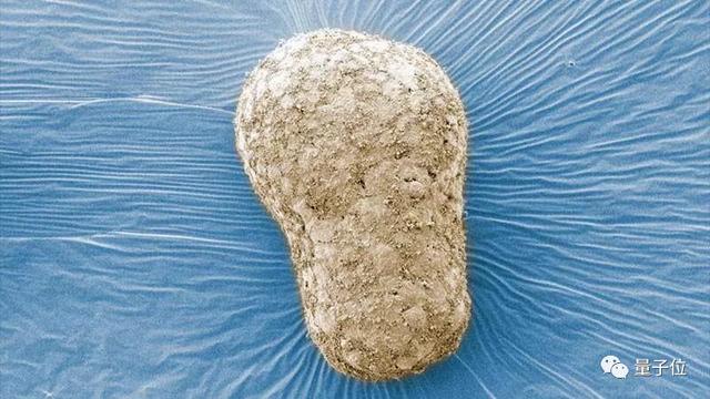 21天的你長這樣？劍橋博士小姐姐造「人造胚胎」，2篇Nature到手