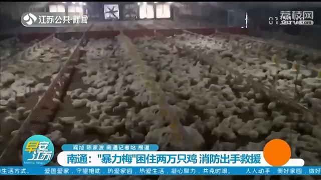 &ldquo;暴力梅&rdquo;导致积水困住鸡舍 南通消防救出两万只鸡