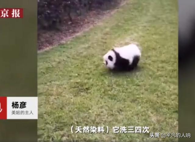 四川人均一只大熊猫？乐山街头遛熊猫真相！更