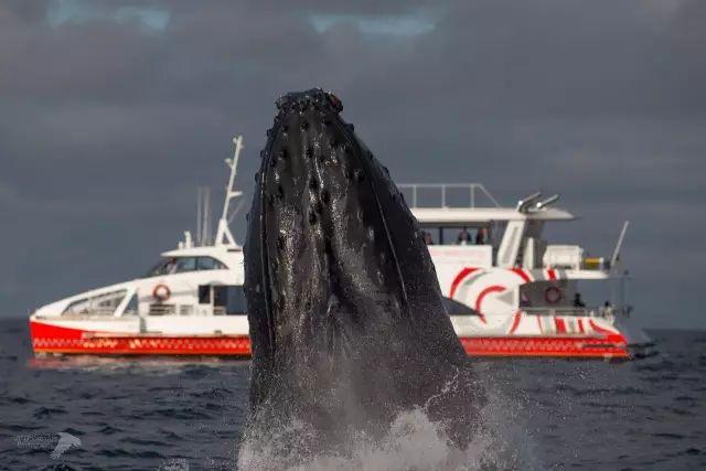 来了！4万多头座头鲸浩浩荡荡逼近悉尼港！气势