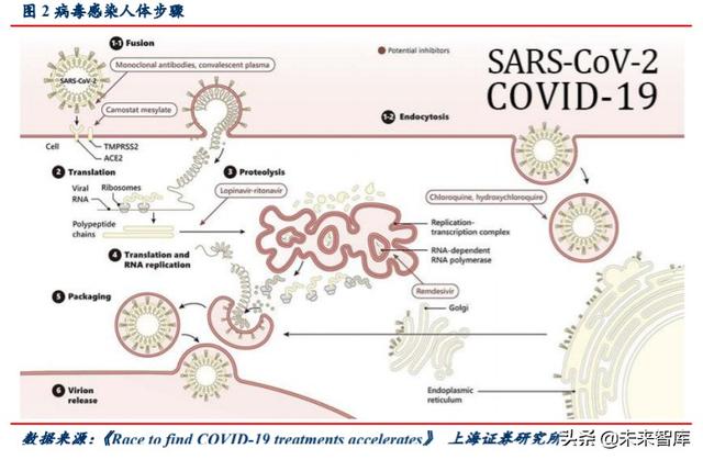新冠疫苗专题报告：灭活苗进度领跑全球，重组蛋白苗潜力较大