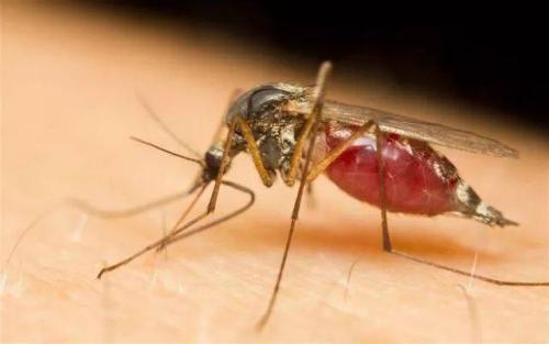​为什么说蚊子其实是被病毒利用了