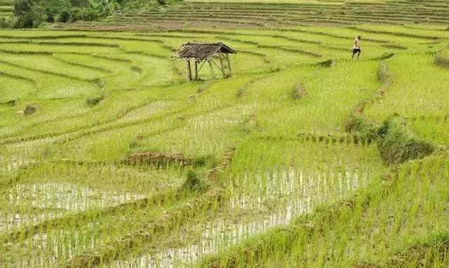 水稻種植全過程