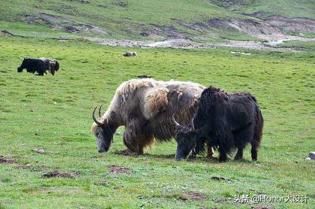 青藏高原现“异象”，绿意盎然生机勃勃，科学家：并不是好兆头