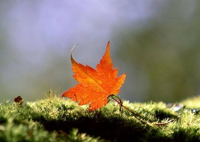 杨绛：一切浮华归于平淡，不争便是最好的争（