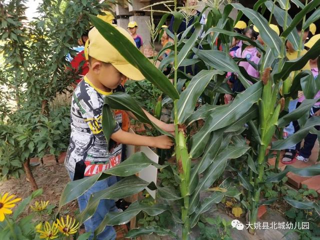 幼兒園自然教育與勞動實踐：“開心菜園”里的故事