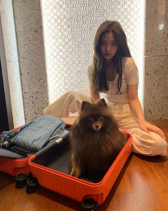 blackpink jennie,对伴侣犬kuma的爱情."我想一起去"