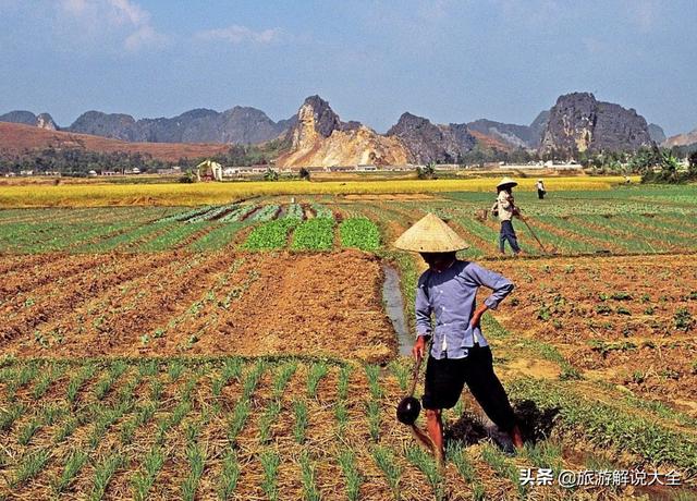 越南暂停出口一个月内，近500集装箱大米变质，我们该不该出手？