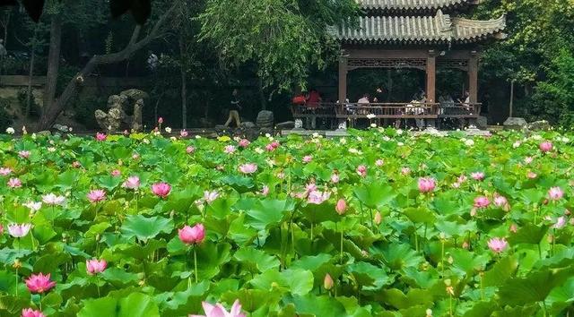 西安賞荷地圖出爐，這個夏天的賞荷之旅，趕快安排起來吧