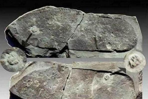 美国科学家发现10万年前的“三相插头”，史前文