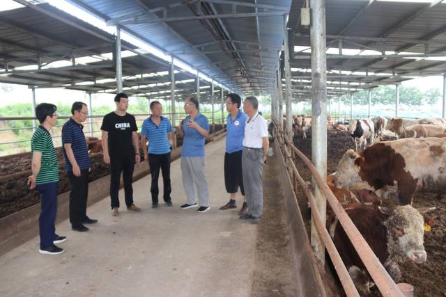 让技术提升养牛业水平——陕西省肉牛产业技术体系专家到陕西永寿开展技术服务