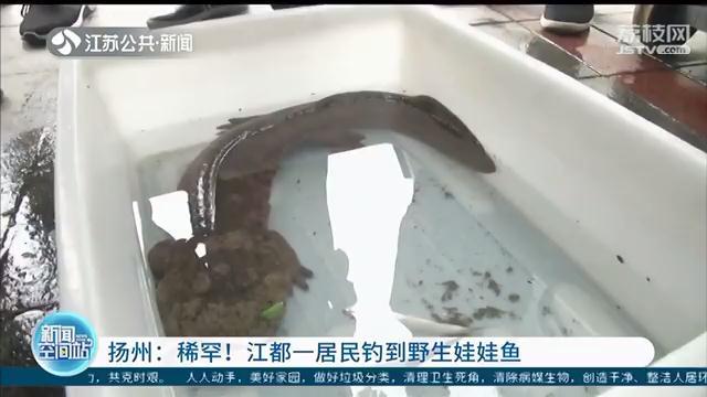 扬州居民钓到野生娃娃鱼 当场拒绝他人5千元收购并报警
