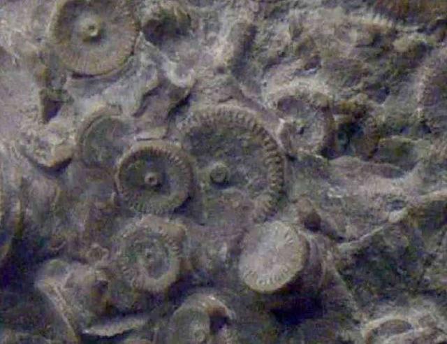 传说中4亿年前的金属齿轮是史前文明遗留的吗？