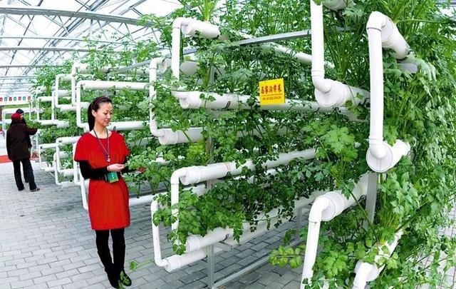 农村电商应该大力发展跨境业务；传统生鲜产业