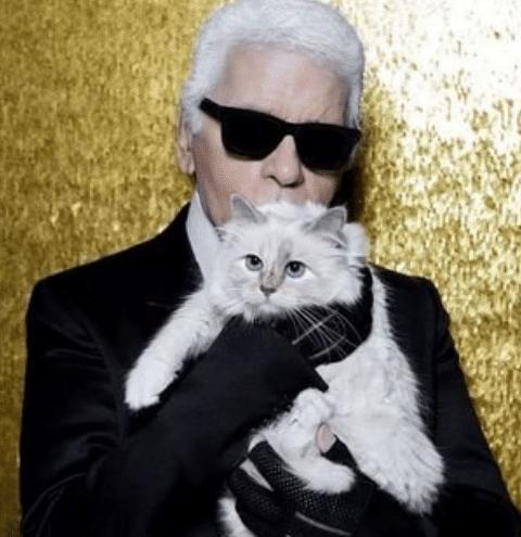 世界上最有钱的猫，继承老佛爷21亿的遗产，如今