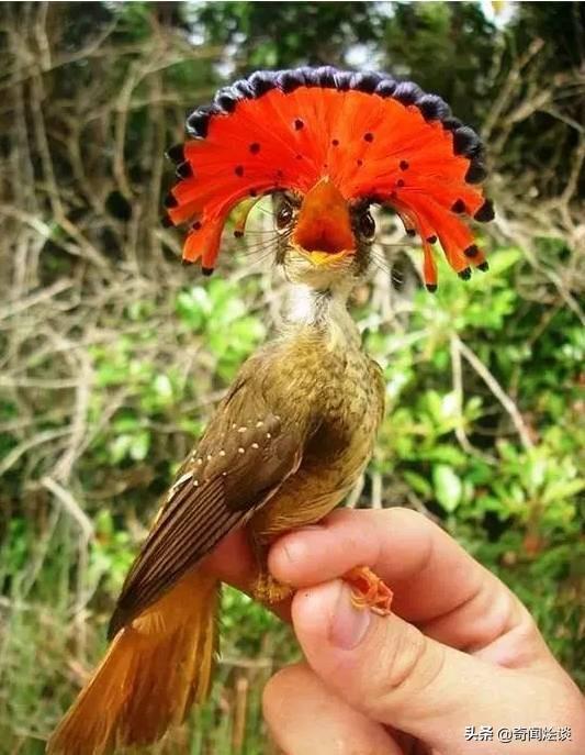 这就是神奇的大自然！这么奇妙的动物我第一次