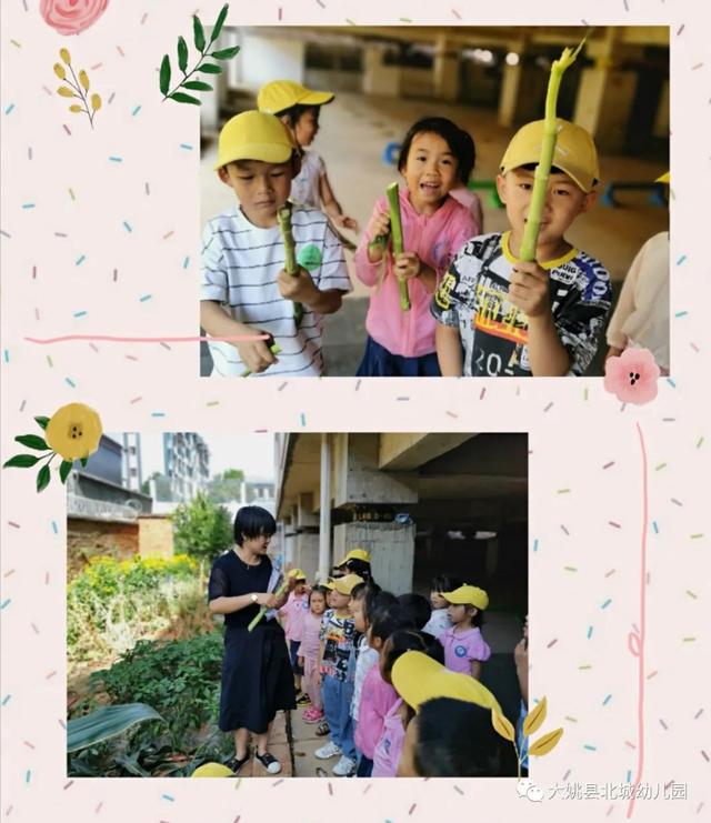 幼兒園自然教育與勞動實踐：“開心菜園”里的故事