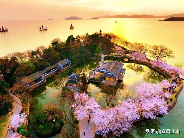 中国第一赏樱胜地鼋头渚的樱花，美的不可方物