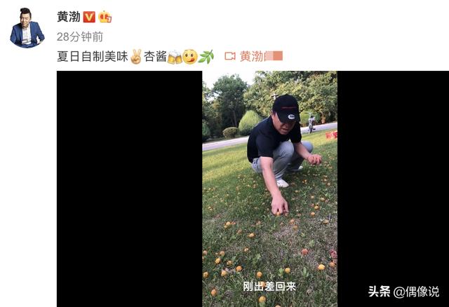 「捡杏」黄渤自己捡杏做杏酱 “青岛贵妇”太厉害了啥都会